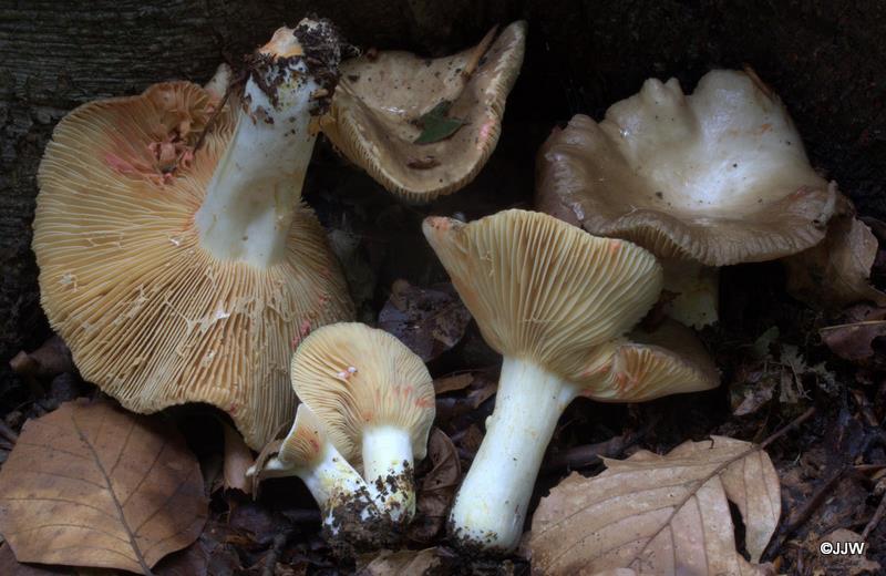 Lactarius acris